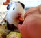 Teddy Guinea Pig Loves Strawberries ðŸ“